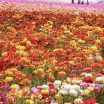 The Flower Fields