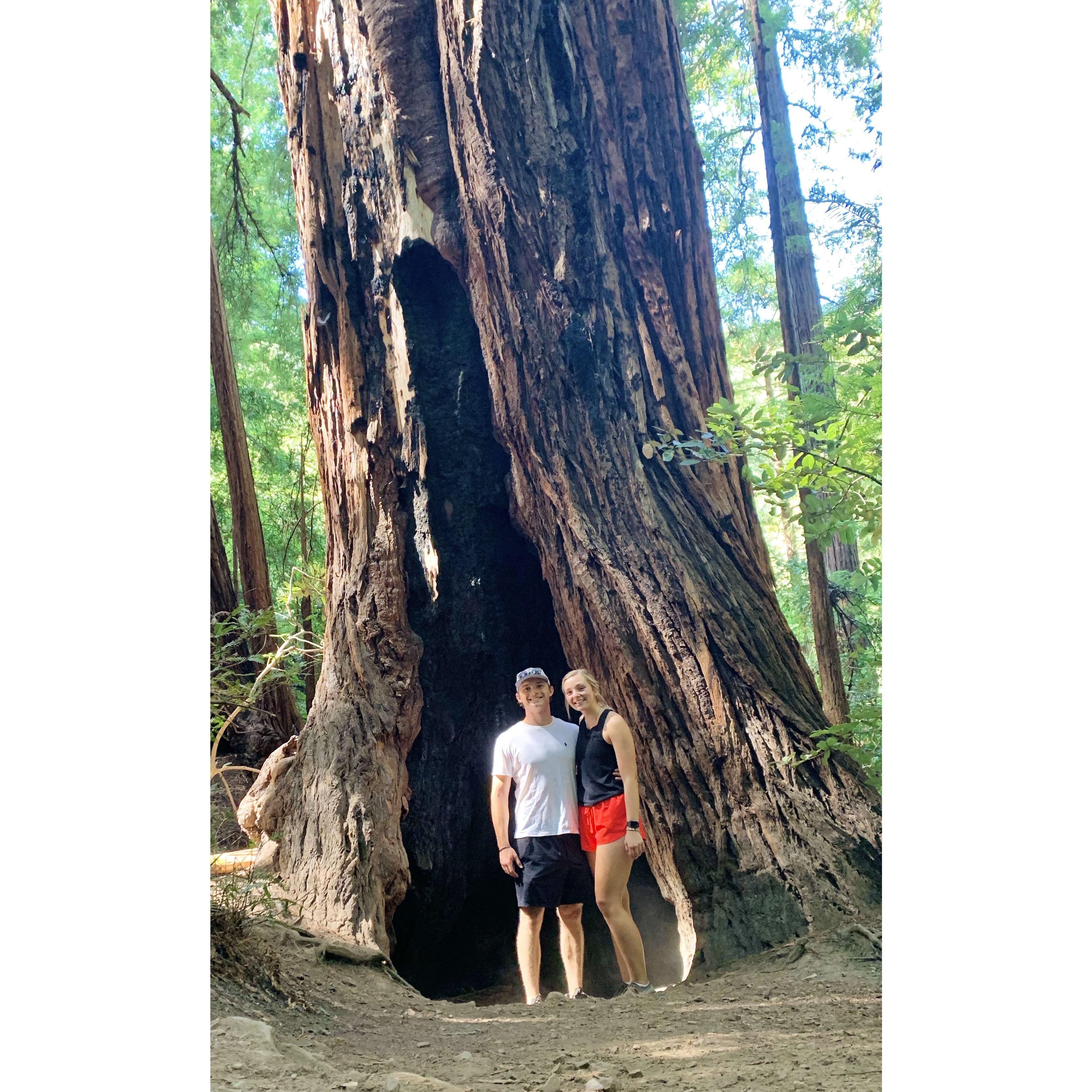 Sept 2022. Muir Woods National Monument.