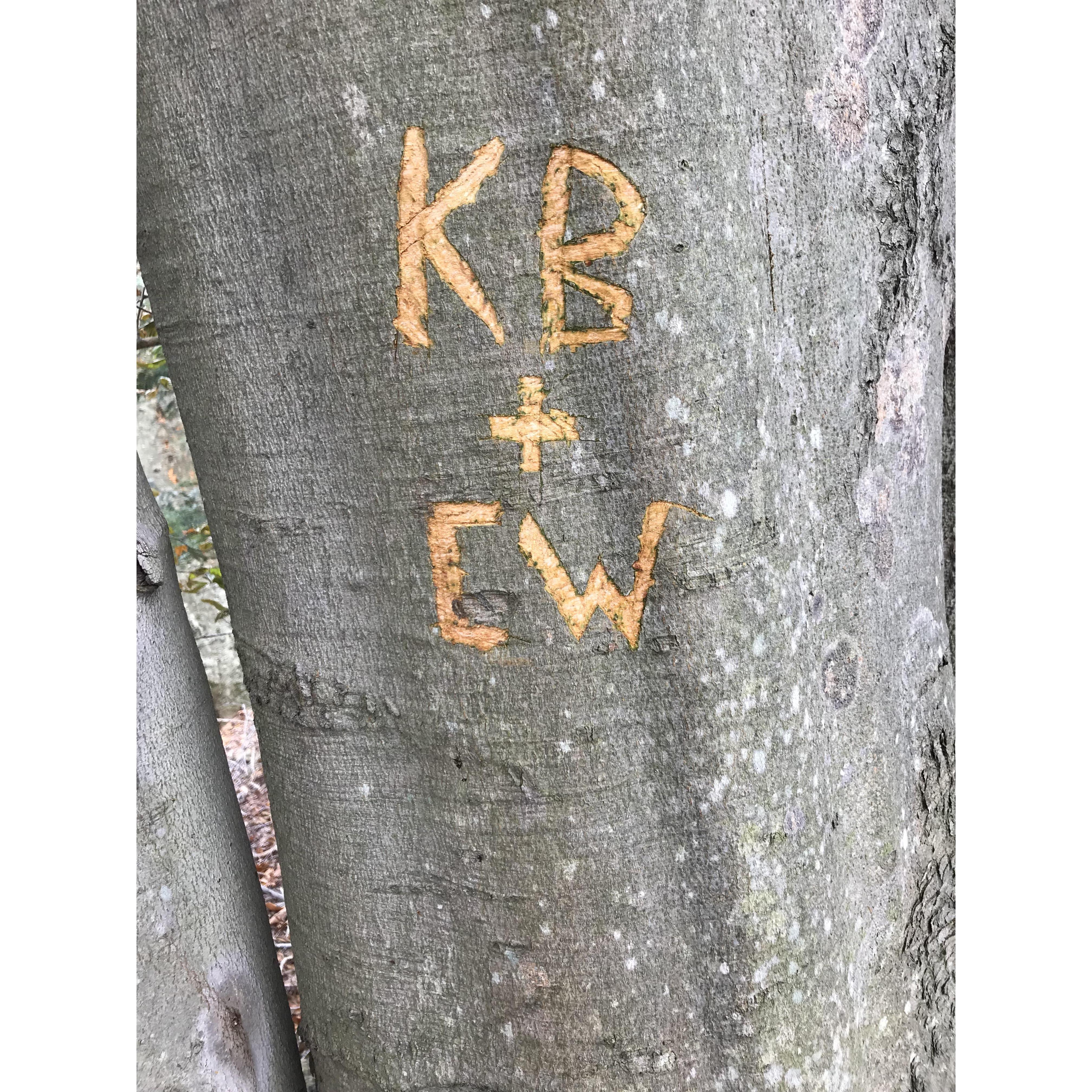 The "famous" Beech tree on the Ward Family farm dons numerous initials of family and visitors from near and far.