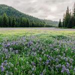Lolo National Forest