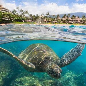 Honeymoon Excursions