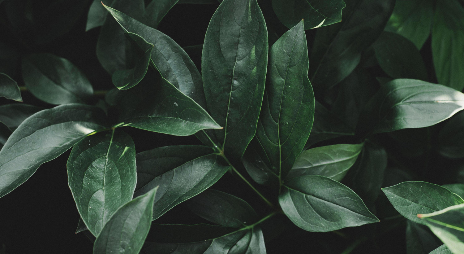 Footer image
