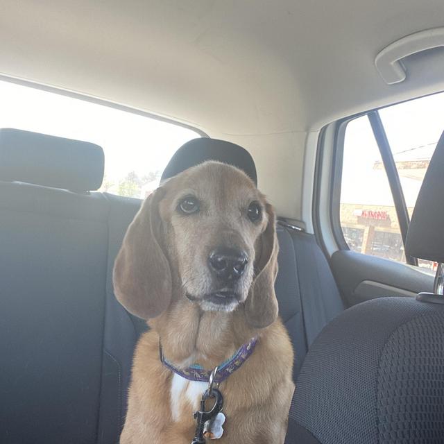 Honeymoon Week at Doggy Camp for Oliver!