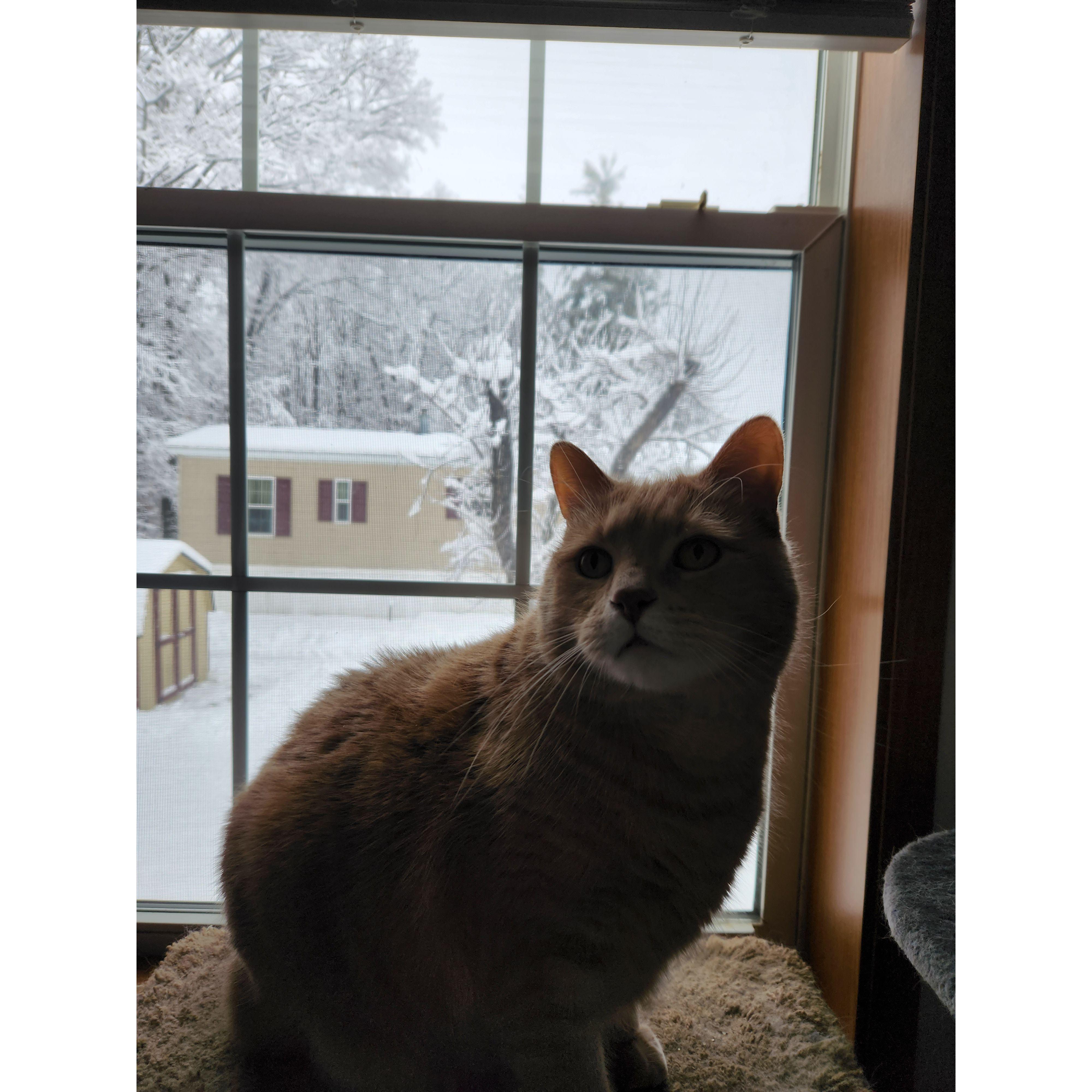 Stevie! (Stecatto)