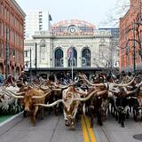 National Western Stock Show