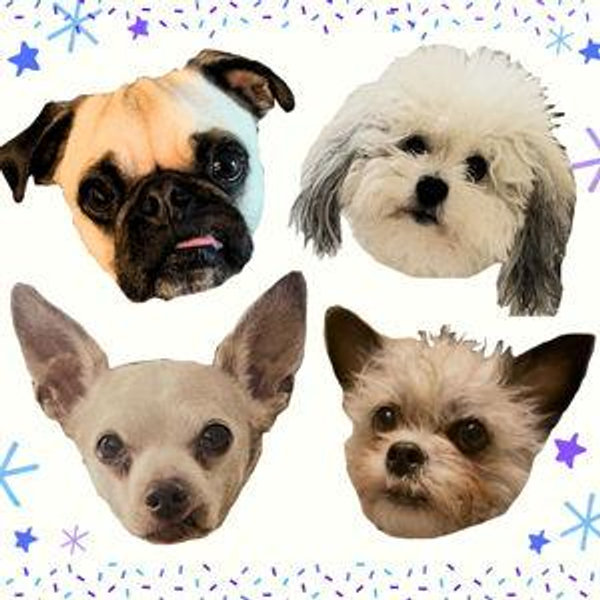 Year's Supply Of Pet Treats