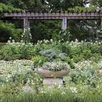 Atlanta Botanical Garden