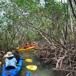 Lido Key Mangrove Kayak Tours
