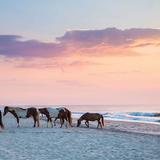 Assateague Island National Seashore