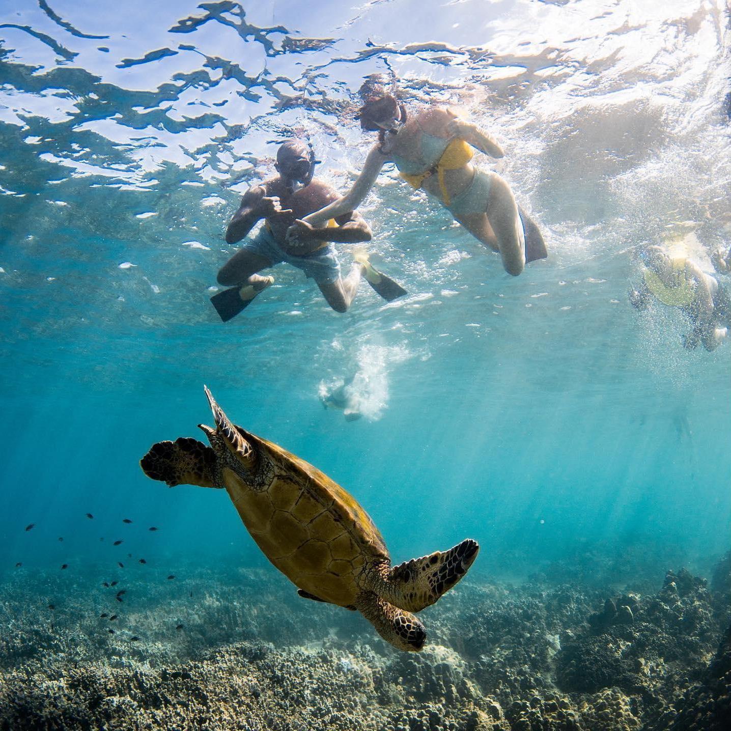 Snorkeling in Maui