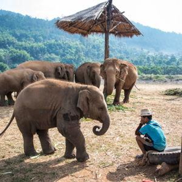 Honeymoon Elephant Sanctuary Excursion - Chiang Mai