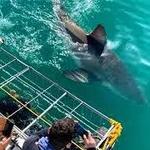 Shark Cage Diving