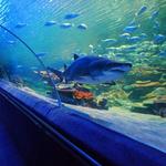 Greater Cleveland Aquarium