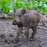 Wildgehege Laichingen