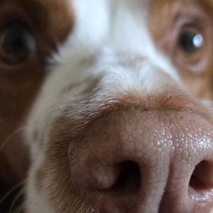 BarkBox Subscription for Roux & Sage