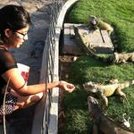 Parque Seminario - Park of the Iguanas