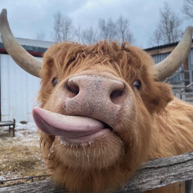 cow fund