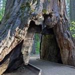 Calaveras Big Trees State Park