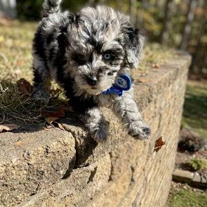 Evie Family Fence Fund - Save Evie in Her Outdoor Adventures!
