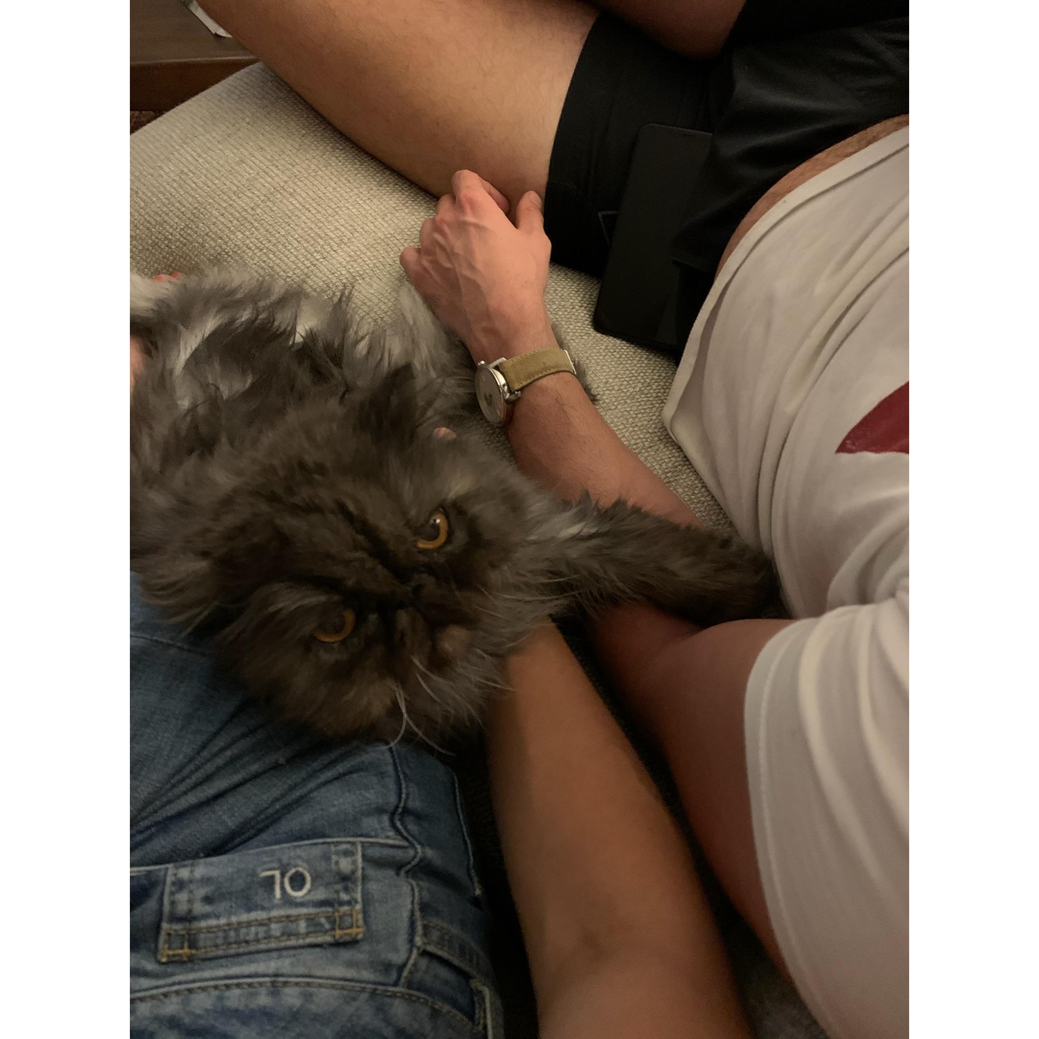 Mom, Dad and Simba (Bodhi was elsewhere in a closet) (Oakland, CA | October 2020)