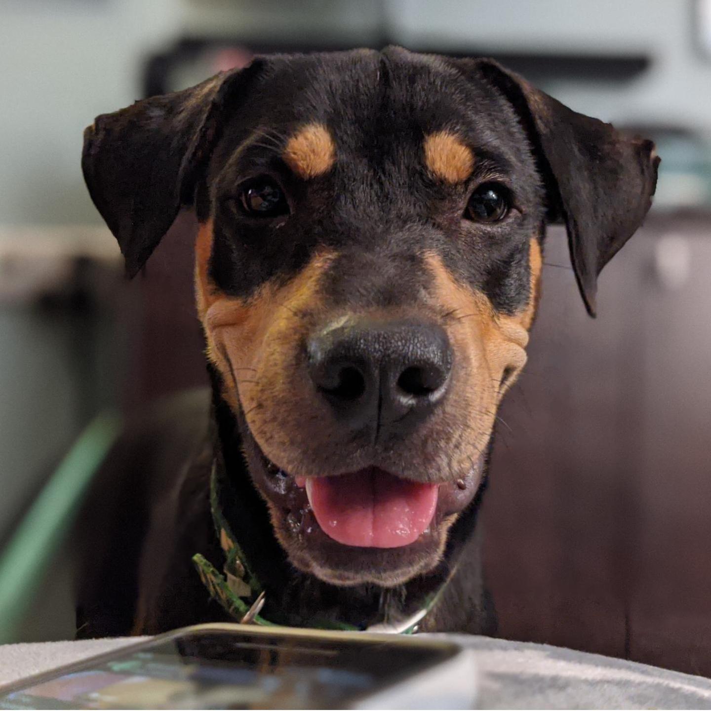 We couldn't leave this stinker out of the ceremony AND the photo album so the rest of the photos include Otis.
