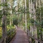 Corkscrew Swamp Sanctuary Boardwalk