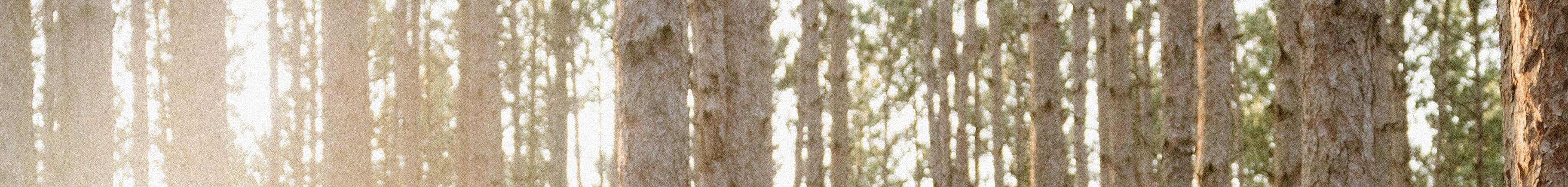 The Wedding Website of Aiyana Perample and Colin Payne