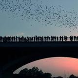 The Ann W. Richards Congress Avenue Bridge