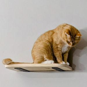 DIY Cat Shelf Fund