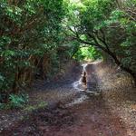 Wiliwilinui Hiking Trail