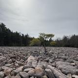 Boulder Field