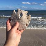 Collecting Shells