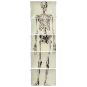 Skeleton, Front View (5 Pieces)