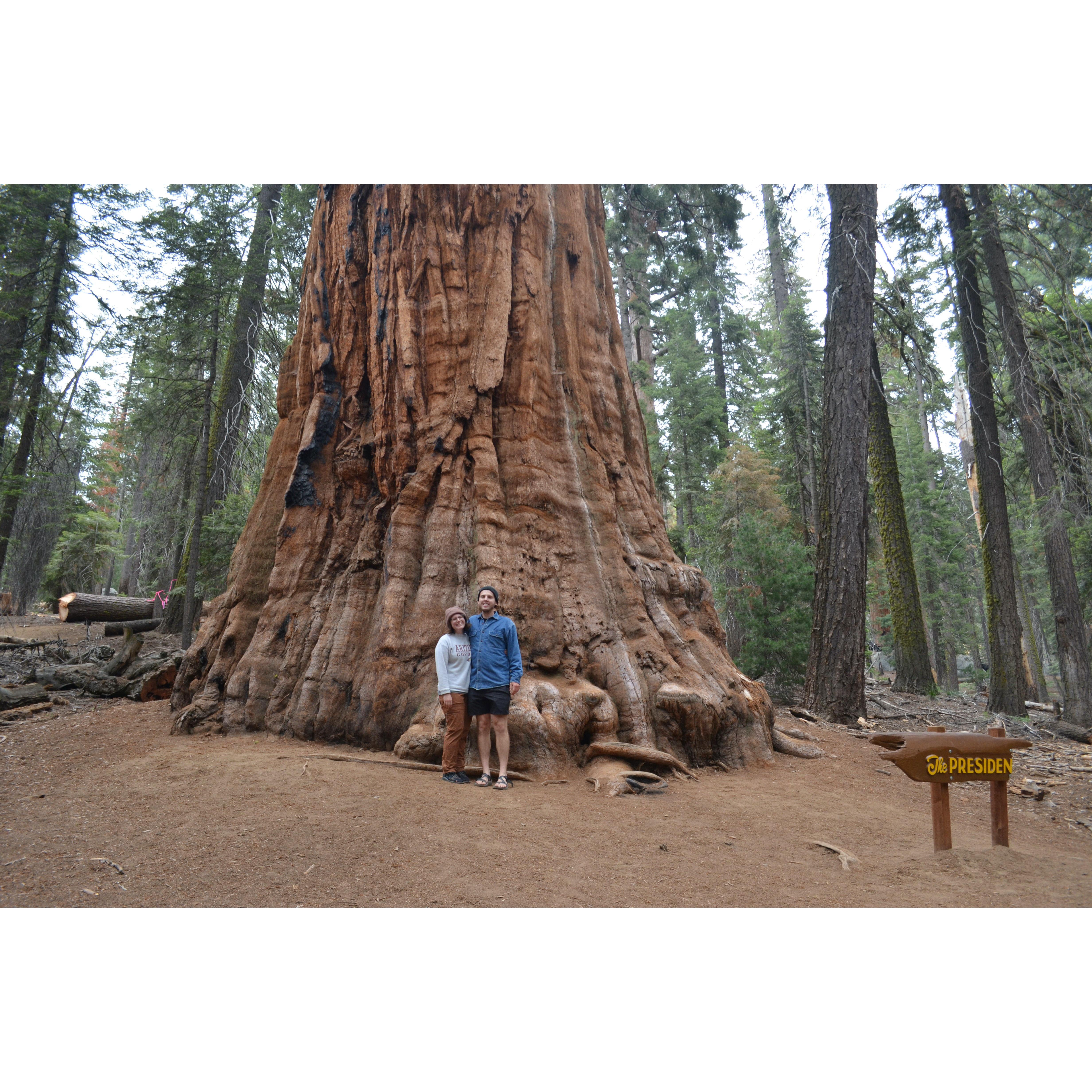 Sequoia National Park | California