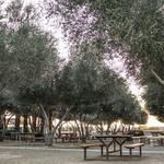 Queen Creek Olive Mill