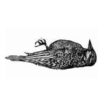 The Wren