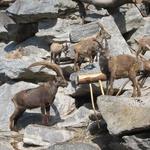 Alpen Zoo