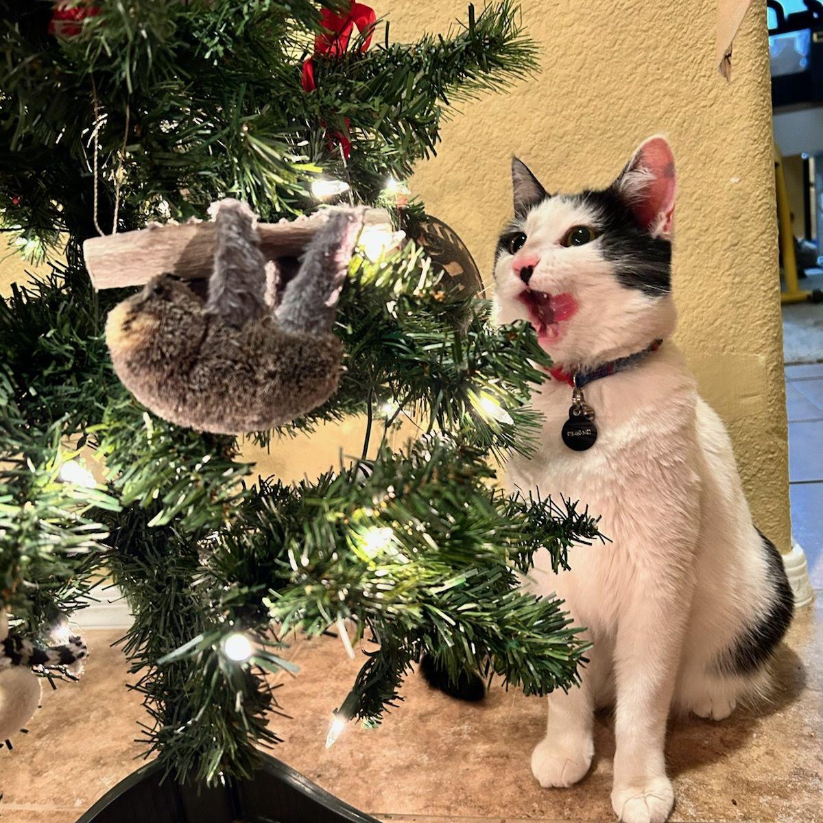 Kiwi in the holiday spirit (Winter 2022)