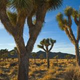 Joshua Tree National Park