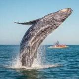 Croisière aux baleines en bateau