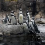 Rosamond Gifford Zoo