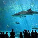 Georgia Aquarium