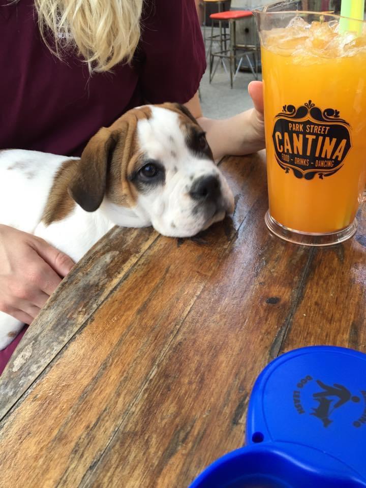 We went on date in the Spring of 2015 and came home with our Baxter 🩵