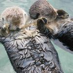 Monterey Bay Aquarium