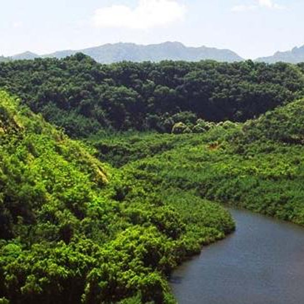 Wailua River Cruise - Honeymoon