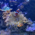 New England Aquarium