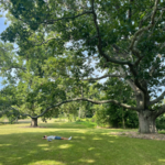 Bayard Cutting Arboretum