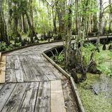 Barataria Preserve