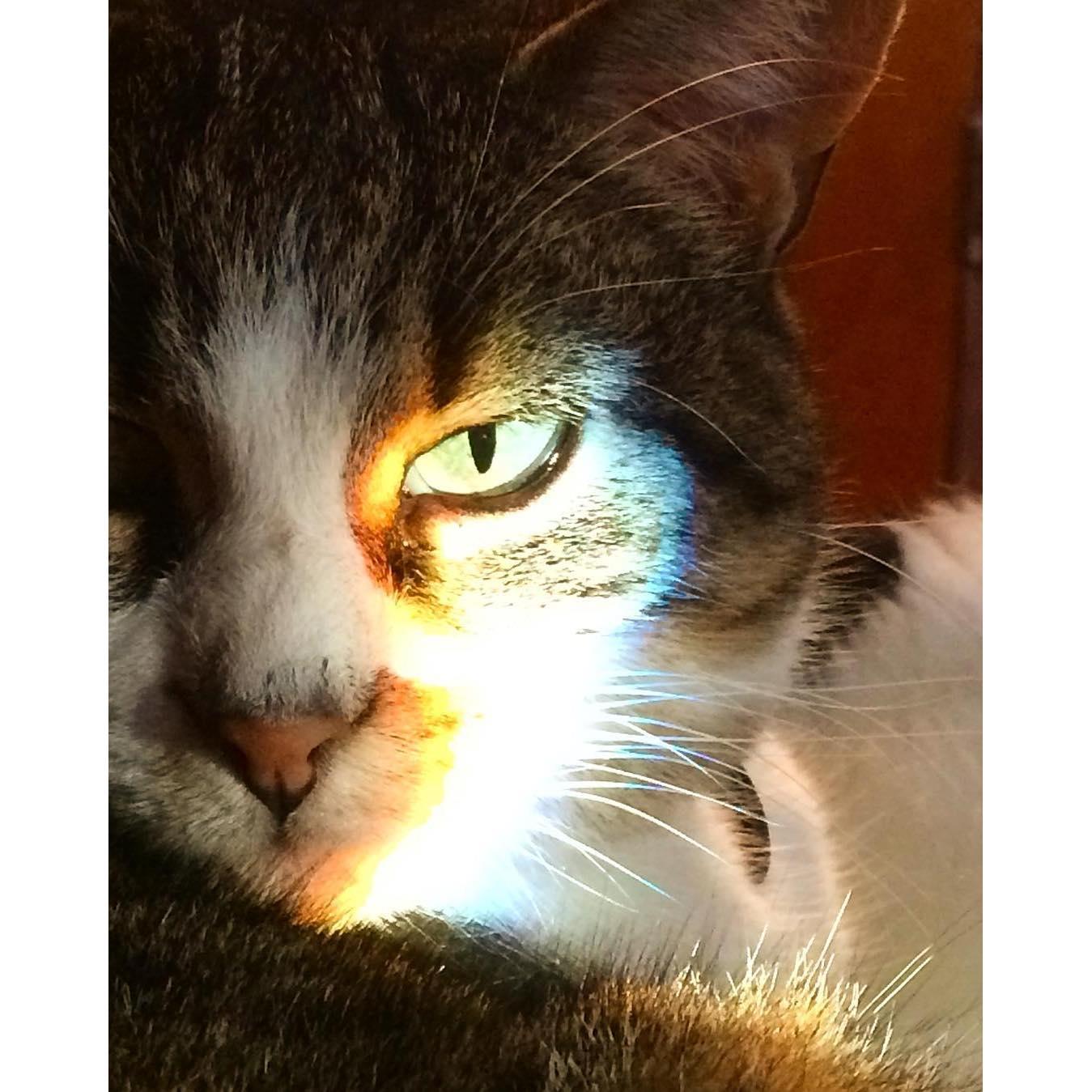 Rest in peace, our beloved Stella who passed while planning our wedding October 2024