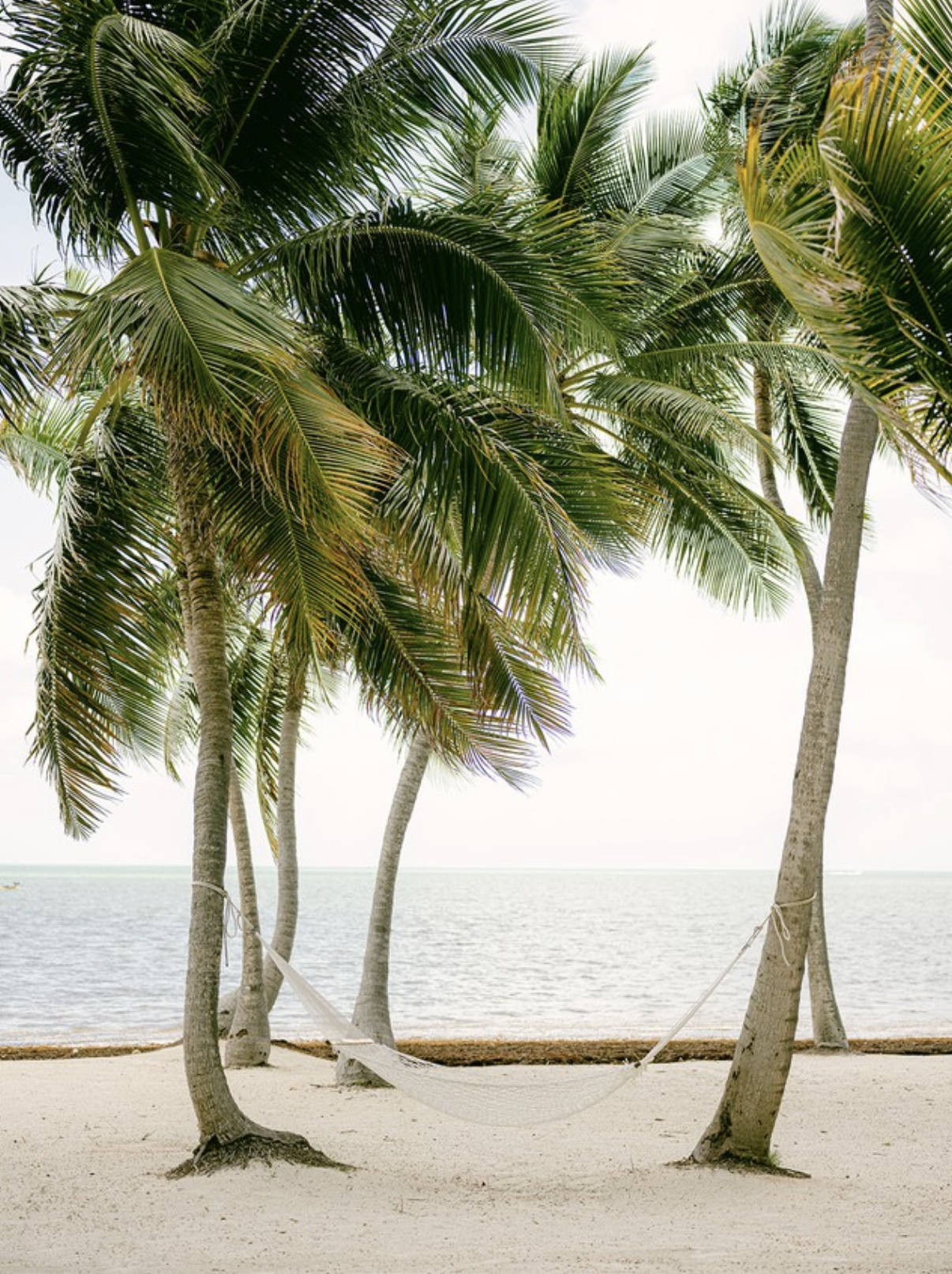 The Wedding Website of Taylor Pilger and Andrew McKinney